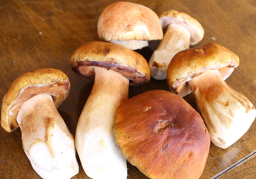 mushroom